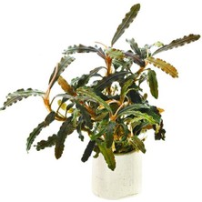 Bucephalandra Mini Biblis Saksı Canlı Bitki
