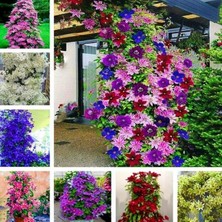 Multi Çiçekli Soğuklara Dayanıklı Mixed Clematis Orman Asması Çiçeği Fidanı Paketi (3 Adet)