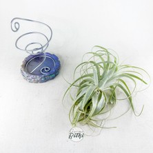 Tillandsia Gardneri (L) - Özel Tür Hava Bitkisi Çiçeği Airplant