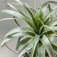 Tillandsia Gardneri (L) - Özel Tür Hava Bitkisi Çiçeği Airplant