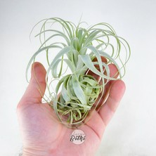 Tillandsia Gardneri (L) - Özel Tür Hava Bitkisi Çiçeği Airplant