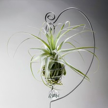 Gardneri Swing Stand - Hava Bitkisi Airplant Tillandsia Aranjman