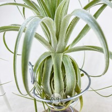 Tillandsia Gardneri (Xl) - Özel Tür Hava Bitkisi Airplant