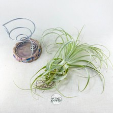 Tillandsia Gardneri (Xl) - Özel Tür Hava Bitkisi Airplant