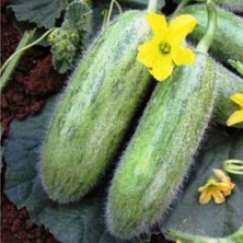 Geleneksel Tohumlar Ata Tohumu Turşuluk Sofralık Karadibek Acur Tohumu (20 Tohum)