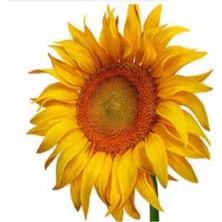 Inegöl Çerezlik Ayçekirdeği Tohumu (5 Kg)