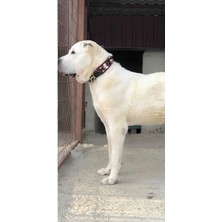 Hakiki Deri Kangal Köpek Tasması Zilli