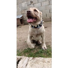 Yavru Kangal Köpek Tasması Çoban 2 Zilli Hakiki Deri