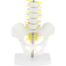 Savakan 18CM I Havzası + 5 Vertebrères Model Eğitici Oyuncak (Yurt Dışından)