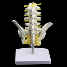 Savakan 18CM I Havzası + 5 Vertebrères Model Eğitici Oyuncak (Yurt Dışından)