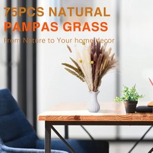 Quarter Stone 75 Adet Doğal Kurutulmuş Pampas Otu Dekoru, 17 Inç Kamış ve Tavşan Kuyrukları (Yurt Dışından)