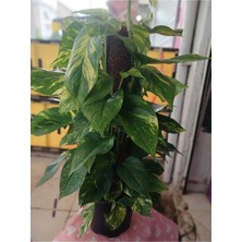Epipremnum Aureum Pothos Sarmaşığı – 50-60 cm, Salon & Ofis İçin Doğal Yeşil Dokunuş