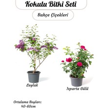 Kampanyalı 2'li Kokulu Bahçe Çiçeği Mor Salkım+ Isparta Gülü Saksılı