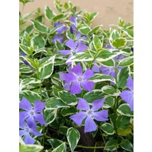 Saksılı Alacalı Vinca Cezayir Menekşesi (20–40 Cm) Peyzaj ve Sınır Bitkisi Için Ideal