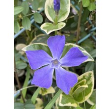 Yayılıcı Mor Renk Saksılı Cezayir Menekşesi