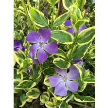 Mor Renk Cezayir Menekşesi Saksılı Vinca Minor Atropurpurea