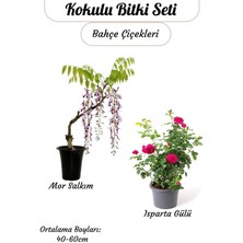 Avantajlı 2'li Bahçe Çiçeği Kokulu Mor Salkım + Reçellik Isparta Gülü Saksılı