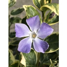 Saksılı Vinca Major Variegata 20-40 cm Boyunda Gölgede Parlayan Bahçe Güzelliği