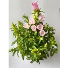 Pembe Çan Çiçeği Saksılı Balkon ve Peyzajlara Renkli Dokunuş (Campanula)