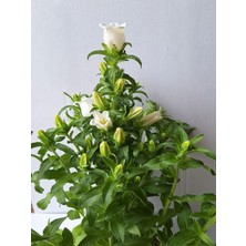 Campanula White Çan Çiçeği Beyaz Renk Saksılı Özel Tür 20-40CM