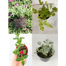 Zemin Örtücü Bahçe Bitkileri 10 Mezem+ 10 Buz + 5 Fare Kulağı+5 Altın Kolye(Sarıkız)