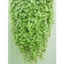 Zemin Örtücü Fare Kulağı- Dichondra Repens Saksılı 10-20CM