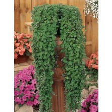 Dichondra Repens Soğuğa Dayanıklı Fare Kulağı Bitkisi Saksılı 10-15CM