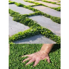 Dona Dayanıklı Dichondra Repens Fare Kulağı Saksılı 10-15CM