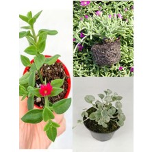 Yayılı Zemin Örtücü Bitki Seti 5 Buz -5 Mezem- 5 Fare Kulağı Bitksi