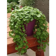 Fare Kulağı Bitkisi 1 Adet Saksılı 10-15CM Yayılıcı Bahçe Bitkisi