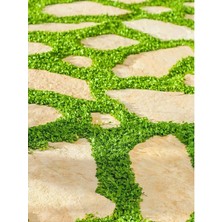 Kundura Çimi Soğuğa Daynıklı Zemin Örtücü 10-15CM Fare Kulağı