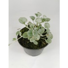 Gri Renk Fare Kulağı Çiçeği 10-15CM Saksılı Zemin Örtücü Bitki