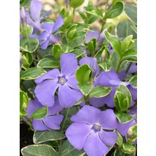 Beyaz Alaca Yapraklı Vinca Major Variegata Cezayir Menekşesi 20-40CM