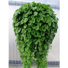 Dichondra Repens Fare Kulağı Çiçeği Kundura Çimi Saksılı Zemin Örtücü