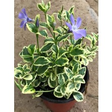 Mor Cezayir Menekşesi Çiçeği Bahçe Balkon Çiçeği 1 Adet Saksılı 20-40CM