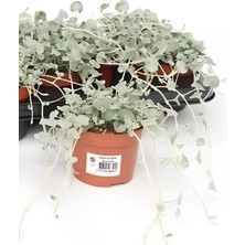 Gri Renk Kundura Çimi Yayılıcı Zemin Örtücü Bitki 10-15CM Fare Kulağı