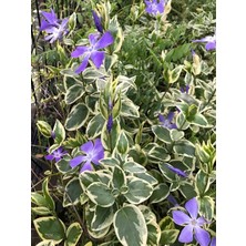 Sarkıcı Formlu Saksılı Vinca Variegata (20–40 Cm) Duvar ve Saksılara Renk Katar