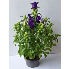 Saksılı Mor Campanula (Çan Çiçeği) 20–40 cm Boyunda Bol Çiçekli Gösterişli Tür