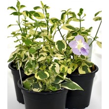 Cezayir Menekşesi Alacalı Büyük Çiçekli Vinca Major Variegata Saksıda