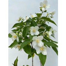 Filbahri (Lagerstroemia Indica) – Saksılı Bol Çiçekli Bahçeye Uygun (30-50CM)