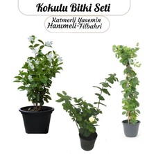 Saksılı 3'lü Koku Seti Filbahri - Katmerli Ful Yasemin ve Mis Kokulu Hanımeli