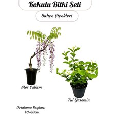 Kokulu Bitki Ikilisi – Saksılı Katmerli Ful Yasemin ve Mor Salkım Sarmaşığı