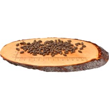 Somonlu Tahılsız Yetişkin Kedi Kuru Maması ( Hassas Sindirime Sahip ve Uzun Tüylü Kediler Için ) 2 kg