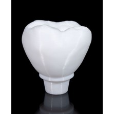 Diş Implant Eğitim Maketi – Anatomik Model – Vida Tipi Protez Eğitim Aracı