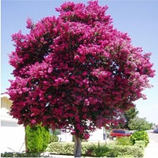 Oya Ağacı Fidanı 40-80 cm
