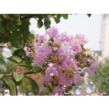 Oya Ağacı Fidanı 40-80 cm