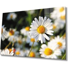 Shopping Haven Papatya Çiçek Cam Tablo, Ev ve Ofis Duvar Dekoru Hediyelik Büyük Tablo Dayanıklı Cam