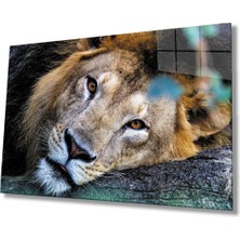 Shopping Haven Aslan Hayvan Cam Tablo 4mm Dayanıklı Temperli Cam