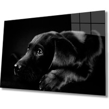 Köpek Cam Tablo