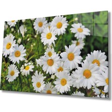 Shopping Haven Papatya Çiçek Cam Tablo, Ev ve Ofis Duvar Dekoru Hediyelik Büyük Tablo Dayanıklı Cam